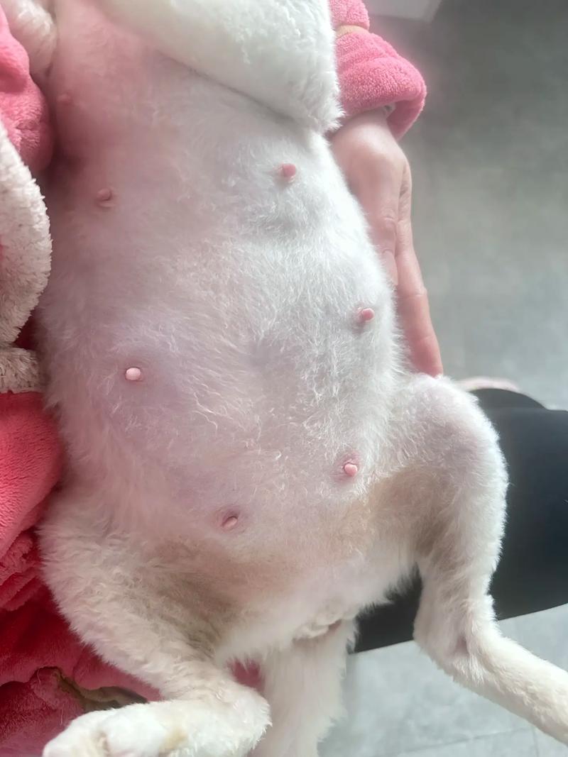 猫肚子大怎么回事-猫肚子大怎么回事硬邦邦的-第2张图片 猫肚子大怎么回事-猫肚子大怎么回事硬邦邦的-第2张图片
