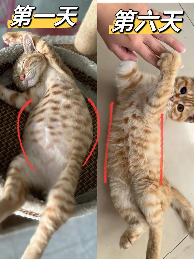 猫肚子大怎么回事-猫肚子大怎么回事硬邦邦的-第3张图片 猫肚子大怎么回事-猫肚子大怎么回事硬邦邦的-第3张图片