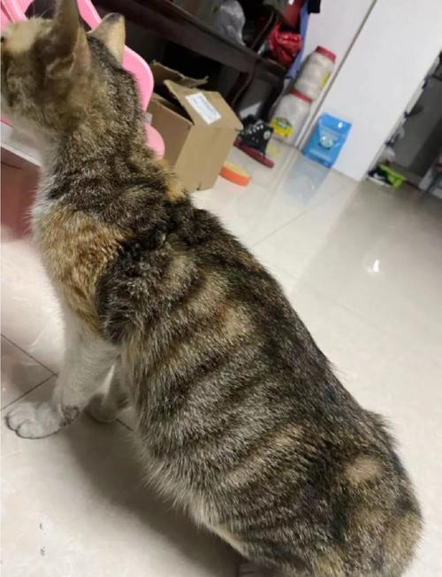 猫肚子大怎么回事-猫肚子大怎么回事硬邦邦的-第5张图片 猫肚子大怎么回事-猫肚子大怎么回事硬邦邦的-第5张图片