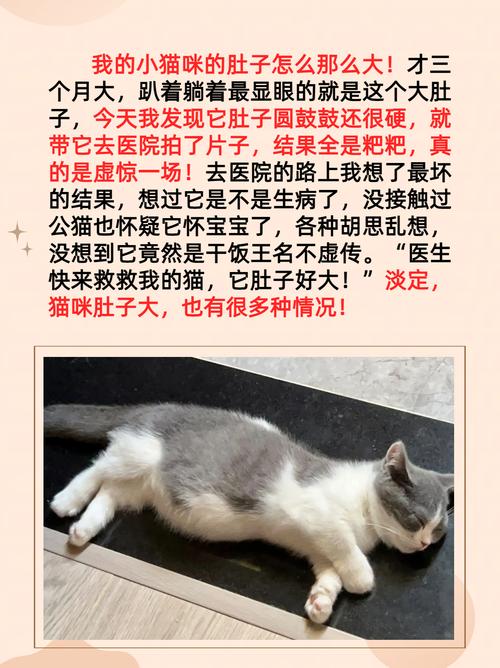 猫肚子大怎么回事-猫肚子大怎么回事硬邦邦的-第7张图片 猫肚子大怎么回事-猫肚子大怎么回事硬邦邦的-第7张图片