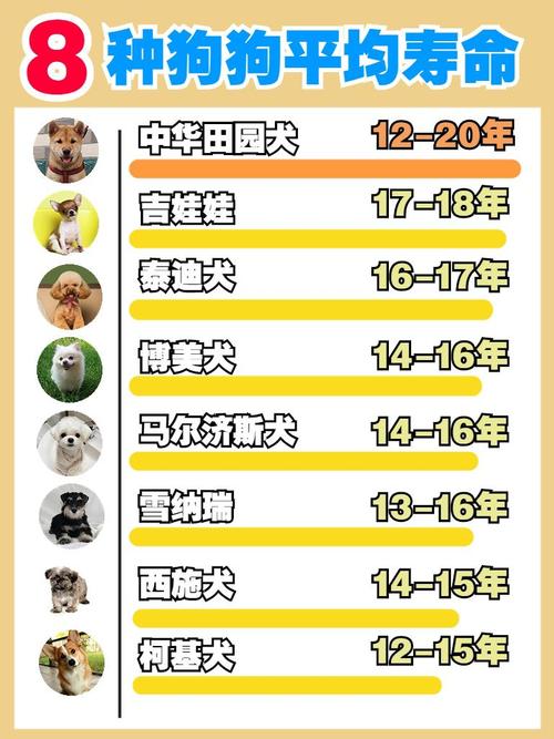 宠物狗的寿命多长时间-宠物狗的寿命一般是多少年-第7张图片 宠物狗的寿命多长时间-宠物狗的寿命一般是多少年-第7张图片
