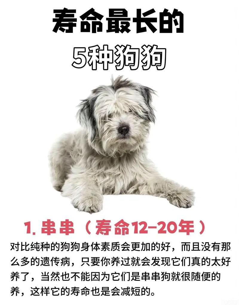 宠物狗的寿命多长时间-宠物狗的寿命一般是多少年-第8张图片 宠物狗的寿命多长时间-宠物狗的寿命一般是多少年-第8张图片