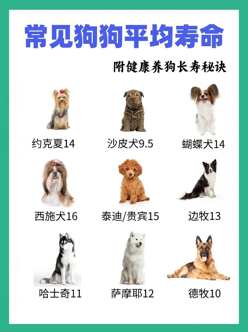 宠物狗的寿命多长时间-宠物狗的寿命一般是多少年-第9张图片 宠物狗的寿命多长时间-宠物狗的寿命一般是多少年-第9张图片