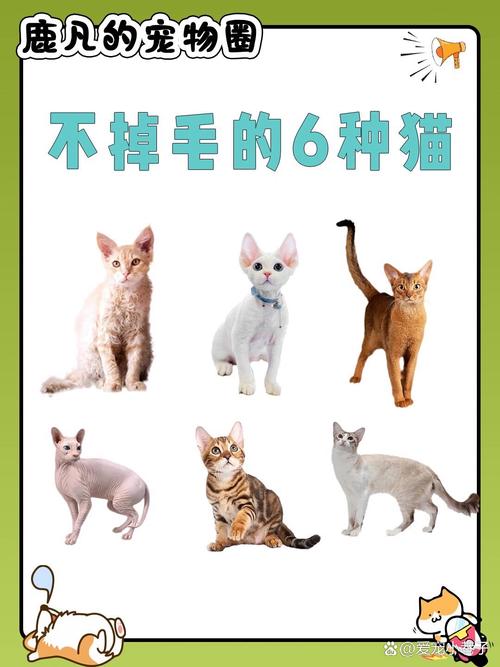 解析“什么猫不掉毛”你不知道的事