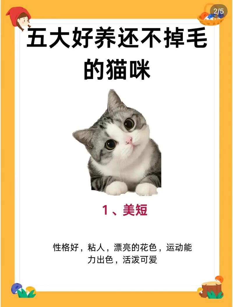 解析“什么猫不掉毛”你不知道的事-第2张图片 解析“什么猫不掉毛”你不知道的事-第2张图片