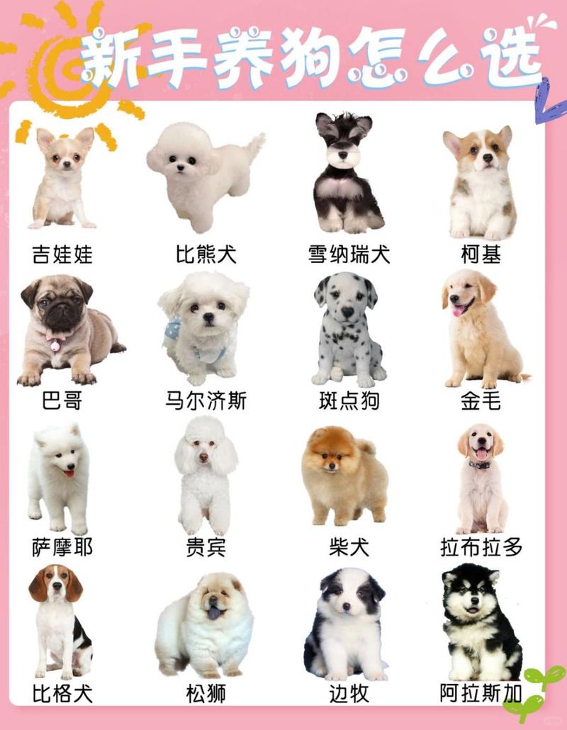 阿拉斯加狗好吗，阿拉斯加狗好不好