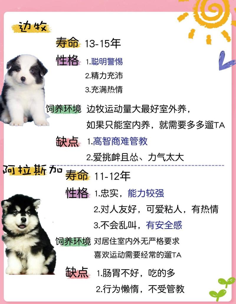 阿拉斯加狗好吗,阿拉斯加狗好不好-第4张图片 阿拉斯加狗好吗,阿拉斯加狗好不好-第4张图片