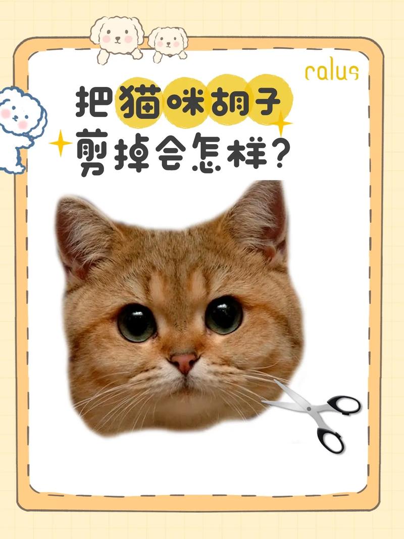 解析“猫咪的胡子断了”你不知道的事-第2张图片 解析“猫咪的胡子断了”你不知道的事-第2张图片