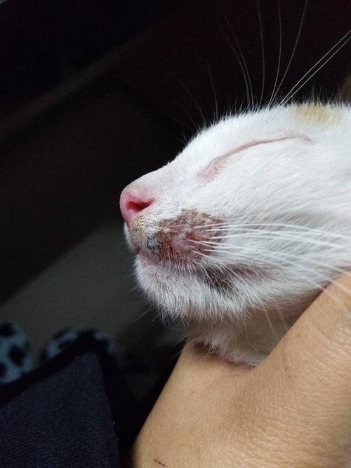 解析“猫咪的胡子断了”你不知道的事-第3张图片 解析“猫咪的胡子断了”你不知道的事-第3张图片