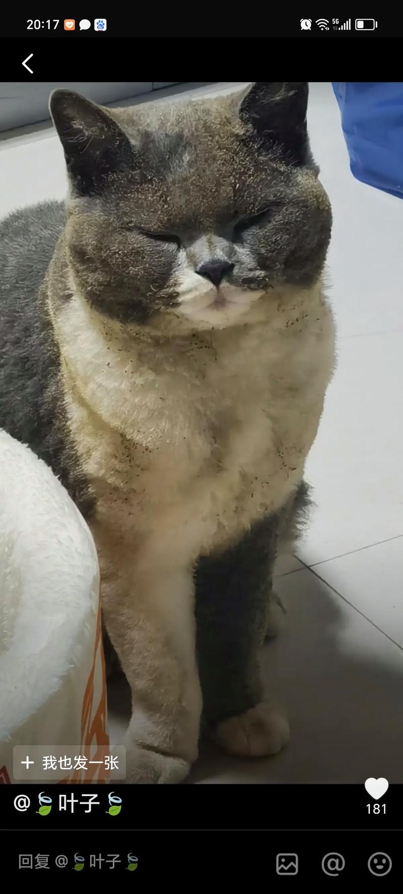 解析“猫咪的胡子断了”你不知道的事-第5张图片 解析“猫咪的胡子断了”你不知道的事-第5张图片