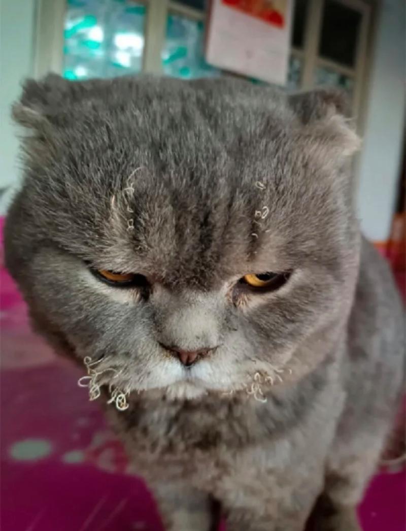 解析“猫咪的胡子断了”你不知道的事-第6张图片 解析“猫咪的胡子断了”你不知道的事-第6张图片