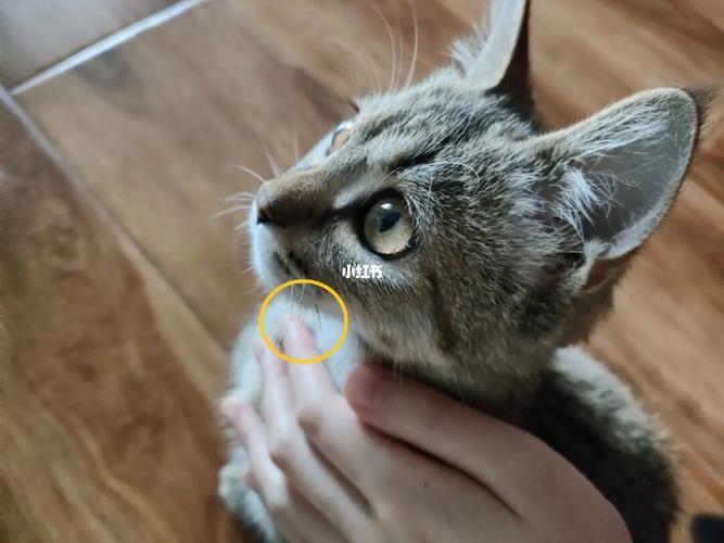 解析“猫咪的胡子断了”你不知道的事-第7张图片 解析“猫咪的胡子断了”你不知道的事-第7张图片