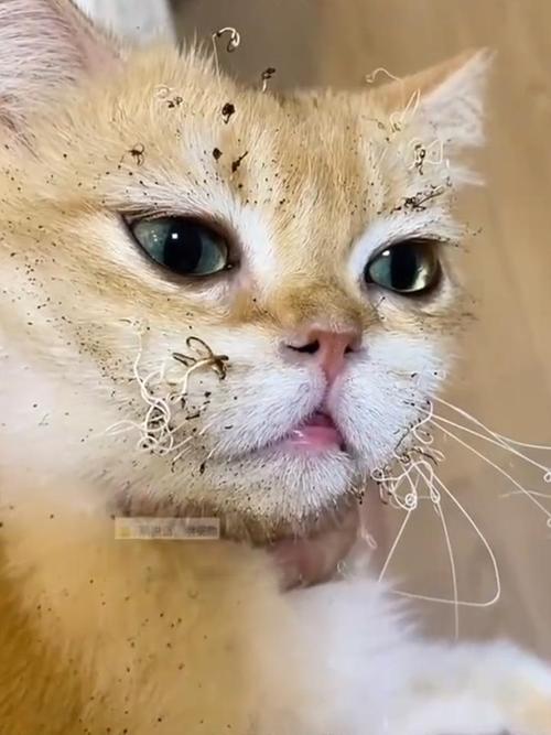 解析“猫咪的胡子断了”你不知道的事-第8张图片 解析“猫咪的胡子断了”你不知道的事-第8张图片