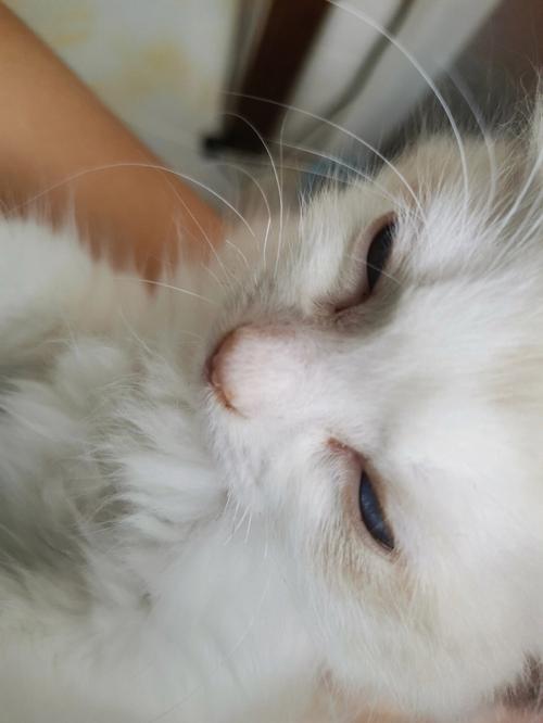 解析“猫咪的胡子断了”你不知道的事-第9张图片 解析“猫咪的胡子断了”你不知道的事-第9张图片