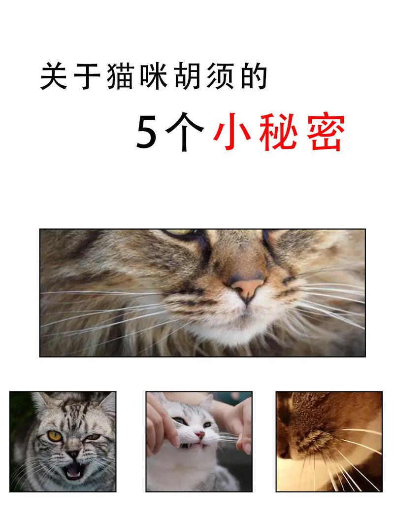 解析“猫咪的胡子断了”你不知道的事-第10张图片 解析“猫咪的胡子断了”你不知道的事-第10张图片