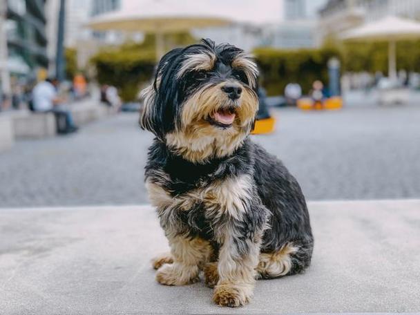 哈瓦那犬费用多少，哈瓦那犬能活多久