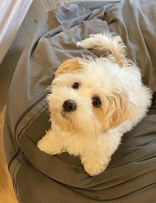 哈瓦那犬费用多少,哈瓦那犬能活多久-第3张图片 哈瓦那犬费用多少,哈瓦那犬能活多久-第3张图片