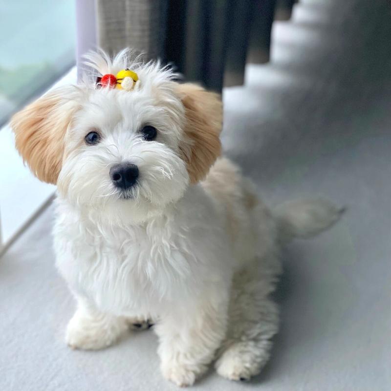 哈瓦那犬费用多少,哈瓦那犬能活多久-第8张图片 哈瓦那犬费用多少,哈瓦那犬能活多久-第8张图片