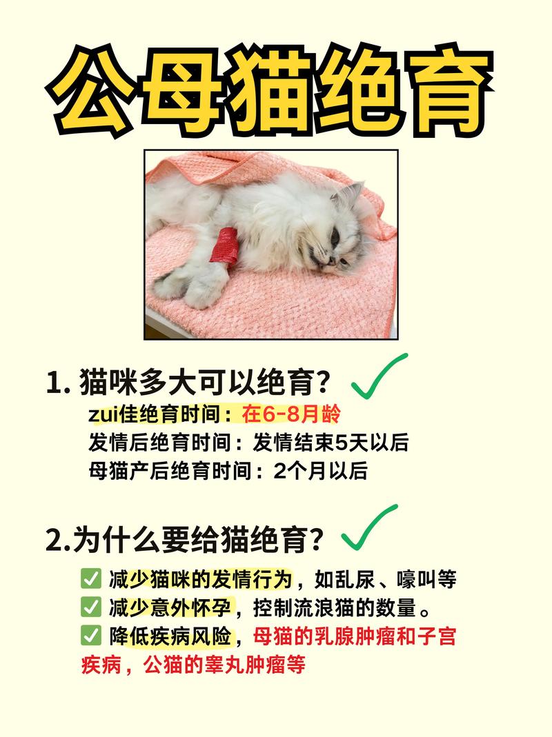 猫咪几个月可以绝育-猫咪几个月可以绝育多少钱
