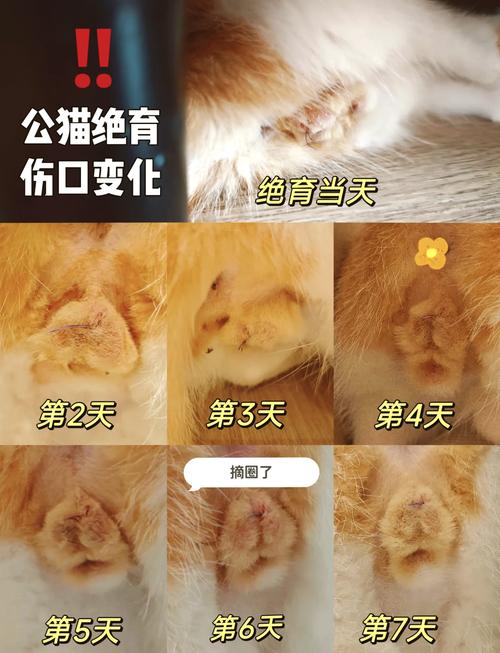 猫咪几个月可以绝育-猫咪几个月可以绝育多少钱-第5张图片 猫咪几个月可以绝育-猫咪几个月可以绝育多少钱-第5张图片