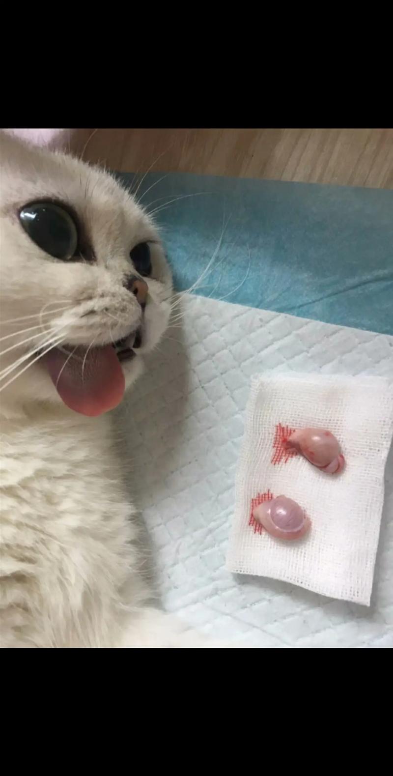 猫咪几个月可以绝育-猫咪几个月可以绝育多少钱-第7张图片 猫咪几个月可以绝育-猫咪几个月可以绝育多少钱-第7张图片