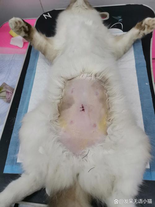 猫咪几个月可以绝育-猫咪几个月可以绝育多少钱-第9张图片 猫咪几个月可以绝育-猫咪几个月可以绝育多少钱-第9张图片