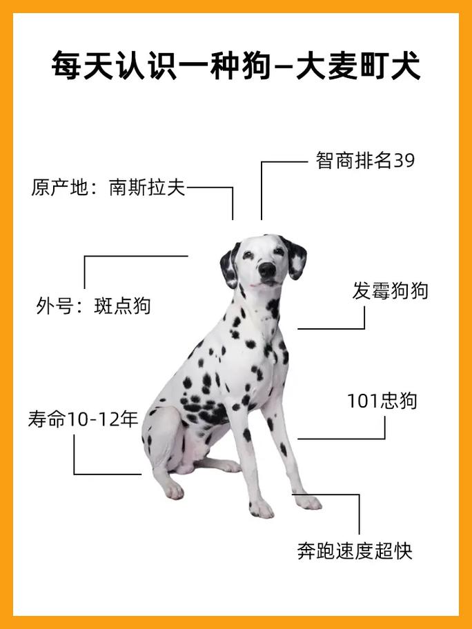 大麦町犬-大麦町犬怎么读-第3张图片 大麦町犬-大麦町犬怎么读-第3张图片