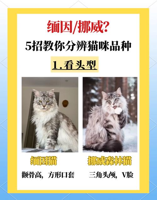 挪威森林猫和缅因猫的区别,挪威森林猫为什么不能养-第1张图片 挪威森林猫和缅因猫的区别,挪威森林猫为什么不能养-第1张图片