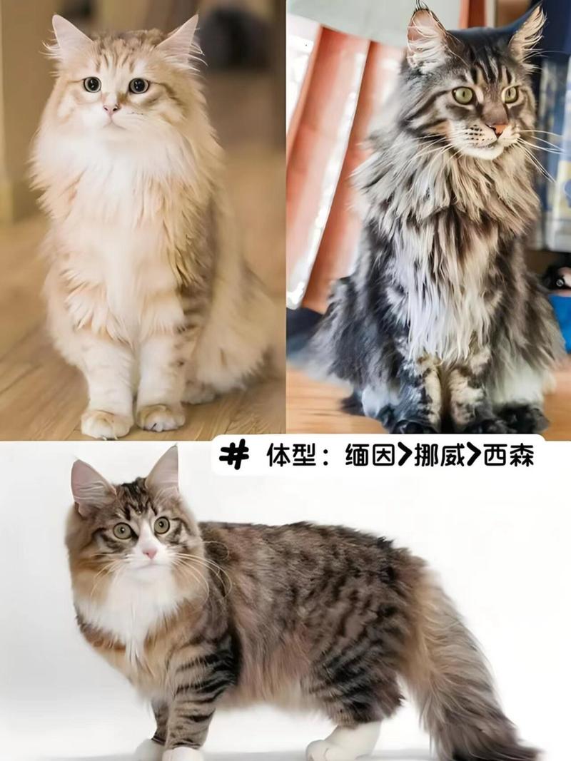 挪威森林猫和缅因猫的区别,挪威森林猫为什么不能养-第2张图片 挪威森林猫和缅因猫的区别,挪威森林猫为什么不能养-第2张图片