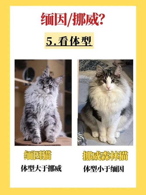 挪威森林猫和缅因猫的区别,挪威森林猫为什么不能养-第4张图片 挪威森林猫和缅因猫的区别,挪威森林猫为什么不能养-第4张图片