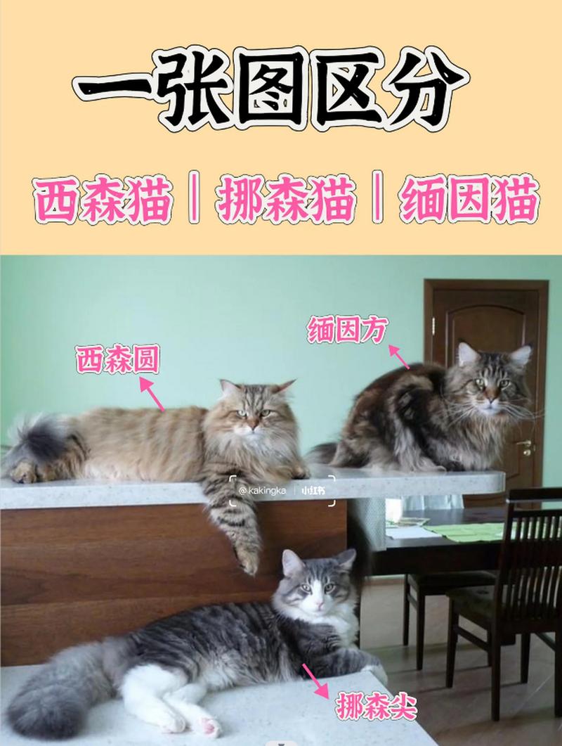 挪威森林猫和缅因猫的区别,挪威森林猫为什么不能养-第5张图片 挪威森林猫和缅因猫的区别,挪威森林猫为什么不能养-第5张图片