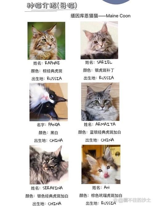 挪威森林猫和缅因猫的区别,挪威森林猫为什么不能养-第6张图片 挪威森林猫和缅因猫的区别,挪威森林猫为什么不能养-第6张图片