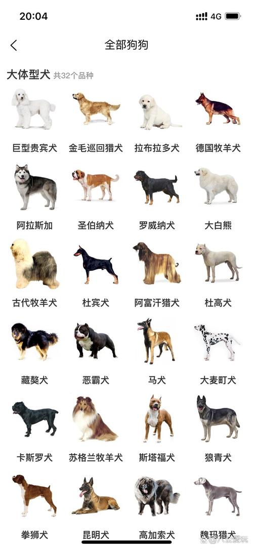 狗的别称/十二生肖狗的别称-第1张图片 狗的别称/十二生肖狗的别称-第1张图片