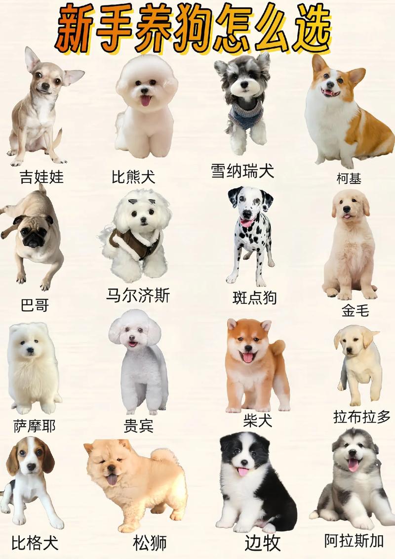 狗的别称/十二生肖狗的别称-第2张图片 狗的别称/十二生肖狗的别称-第2张图片
