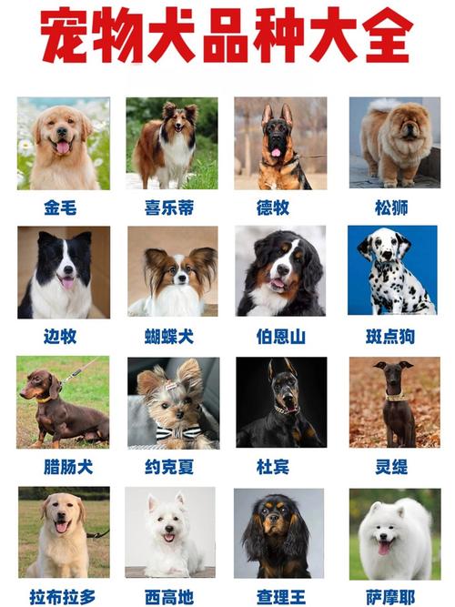 狗的别称/十二生肖狗的别称-第4张图片 狗的别称/十二生肖狗的别称-第4张图片