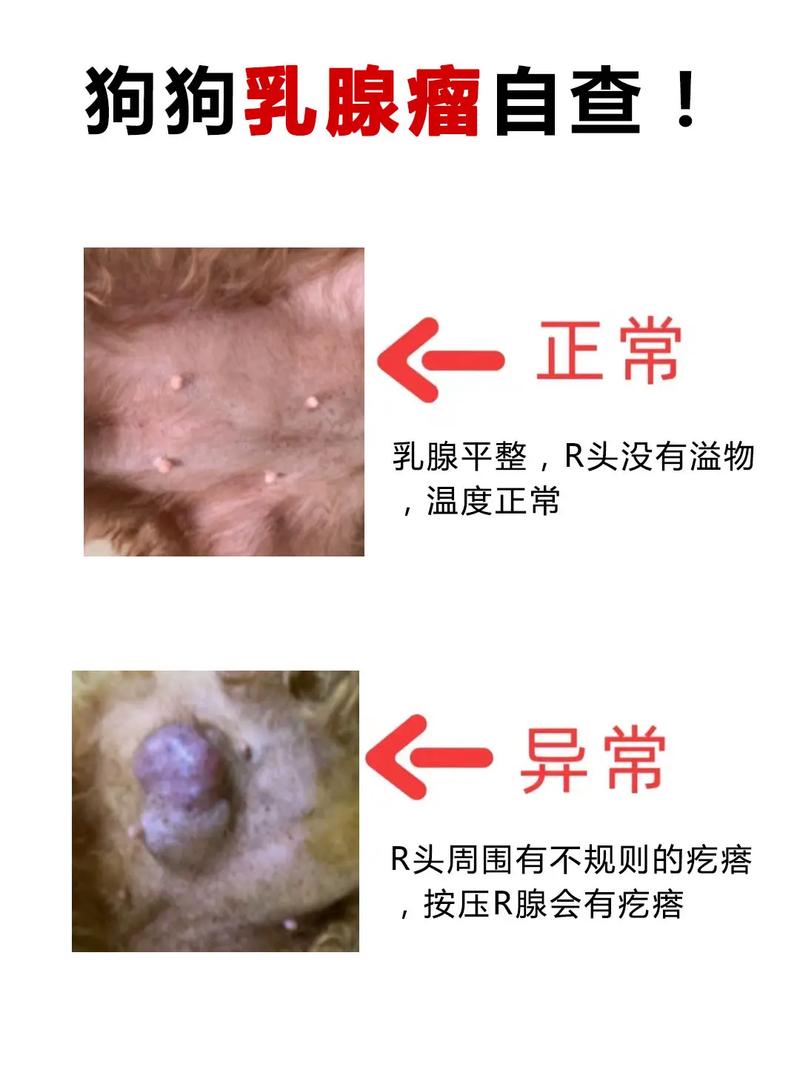 狗狗得乳腺瘤怎么办/狗得了乳腺肿瘤治疗的方法-第2张图片 狗狗得乳腺瘤怎么办/狗得了乳腺肿瘤治疗的方法-第2张图片