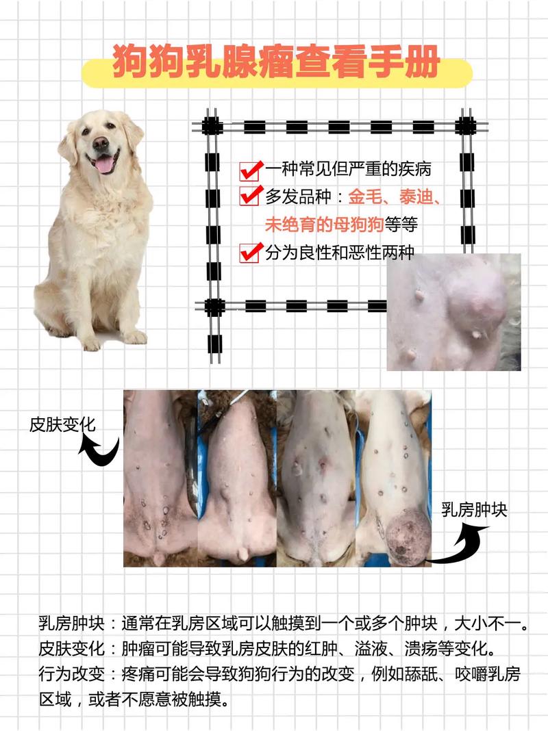 狗狗得乳腺瘤怎么办/狗得了乳腺肿瘤治疗的方法-第3张图片 狗狗得乳腺瘤怎么办/狗得了乳腺肿瘤治疗的方法-第3张图片
