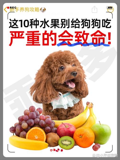 解析“狗能吃百香果吗”你不知道的事-第8张图片 解析“狗能吃百香果吗”你不知道的事-第8张图片