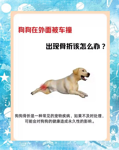 小狗狗被车撞了怎么办-小狗被汽车撞了,如果内出血有什么症状-第2张图片 小狗狗被车撞了怎么办-小狗被汽车撞了,如果内出血有什么症状-第2张图片