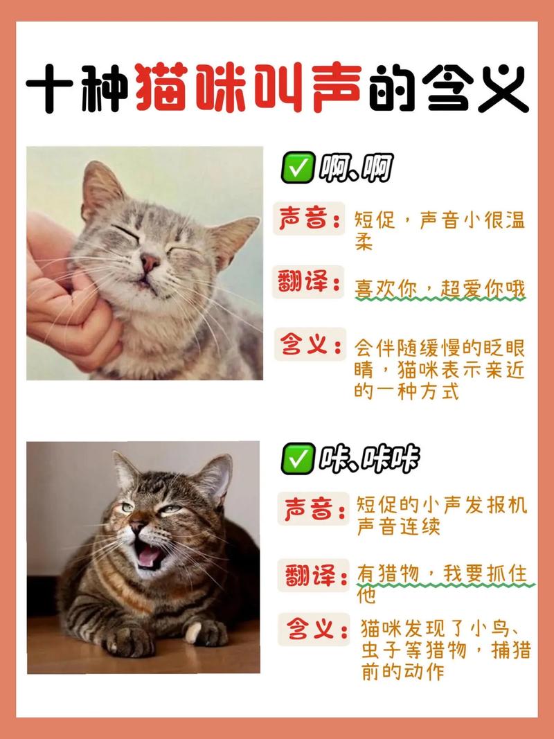 解析“猫咪叫声的含义大全”你不知道的事-第4张图片 解析“猫咪叫声的含义大全”你不知道的事-第4张图片