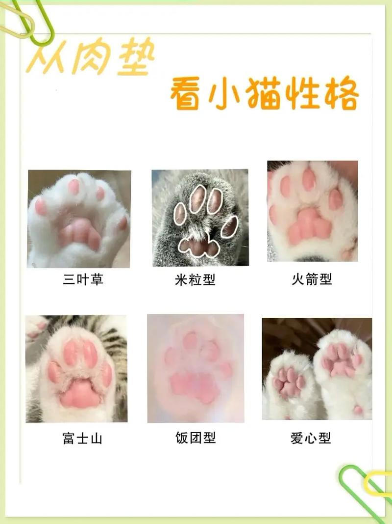 猫的肉垫,猫的肉垫是黑色的说明什么-第2张图片 猫的肉垫,猫的肉垫是黑色的说明什么-第2张图片
