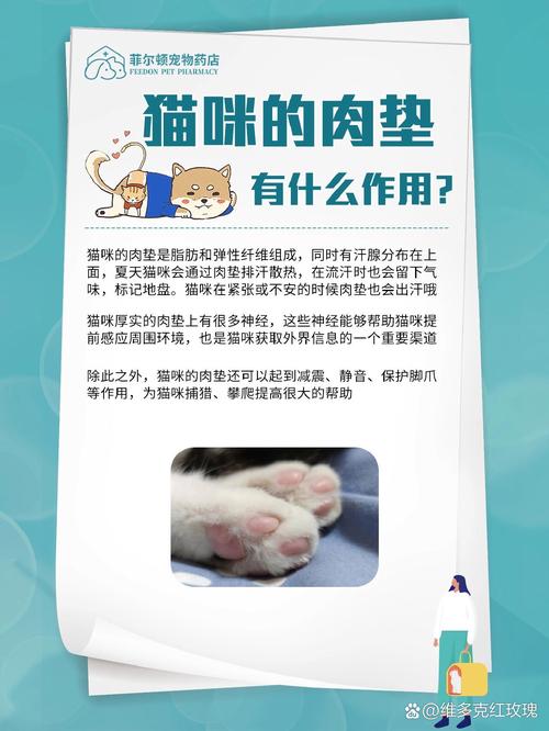 猫的肉垫,猫的肉垫是黑色的说明什么-第6张图片 猫的肉垫,猫的肉垫是黑色的说明什么-第6张图片