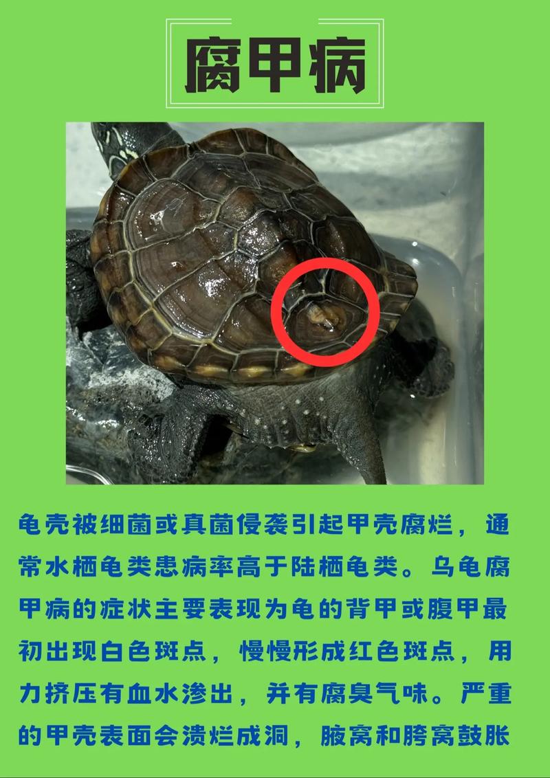 解析“乌龟腐甲病怎么治”你不知道的事-第3张图片 解析“乌龟腐甲病怎么治”你不知道的事-第3张图片
