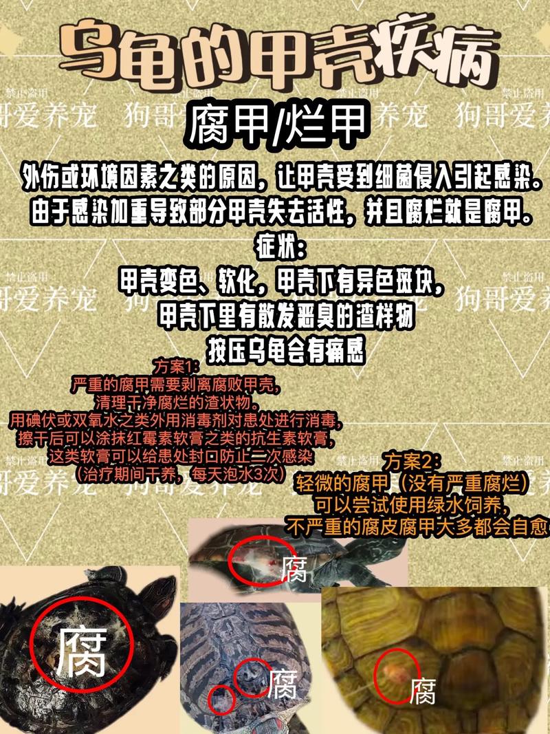解析“乌龟腐甲病怎么治”你不知道的事-第9张图片 解析“乌龟腐甲病怎么治”你不知道的事-第9张图片