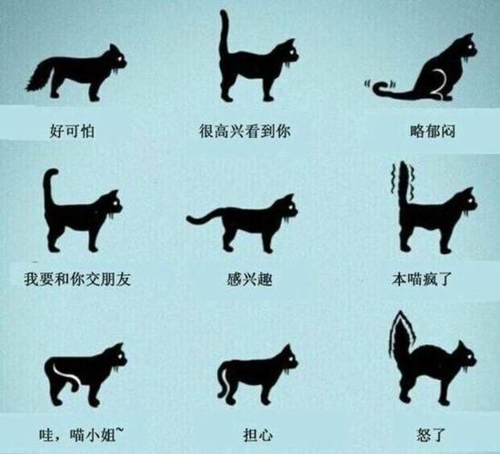 猫咪的尾巴竖起来/猫咪尾巴竖起来带个勾-第4张图片 猫咪的尾巴竖起来/猫咪尾巴竖起来带个勾-第4张图片