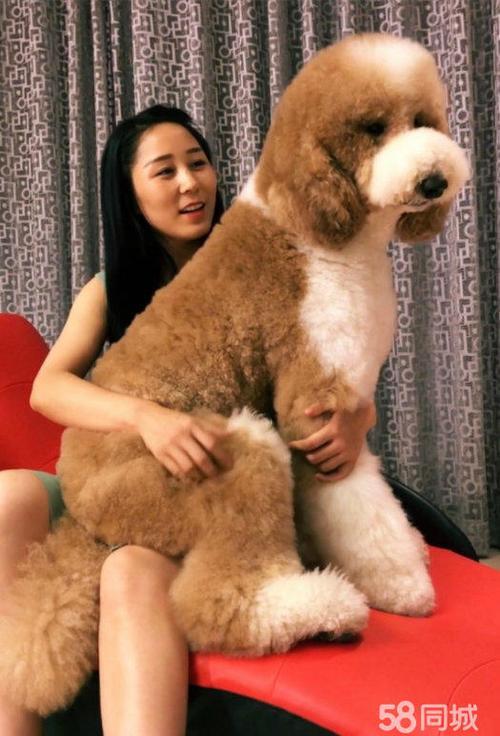 巨型泰迪狗/巨型泰迪狗图片 可爱-第2张图片 巨型泰迪狗/巨型泰迪狗图片 可爱-第2张图片