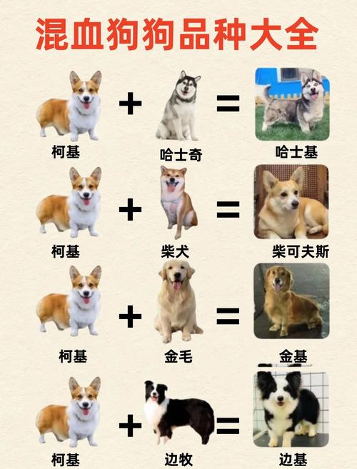 作为消费者“柯基聪明还是雪纳瑞聪明”你不能不知道-第1张图片 作为消费者“柯基聪明还是雪纳瑞聪明”你不能不知道-第1张图片