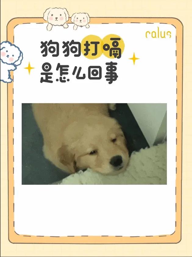 作为消费者“狗打嗝”你不能不知道