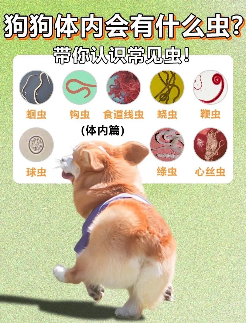 解析“狗狗多大可以驱虫”你不知道的事-第2张图片 解析“狗狗多大可以驱虫”你不知道的事-第2张图片