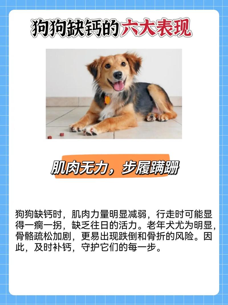 狗狗缺钙的症状有哪些-狗狗缺钙导致的内容-第1张图片 狗狗缺钙的症状有哪些-狗狗缺钙导致的内容-第1张图片